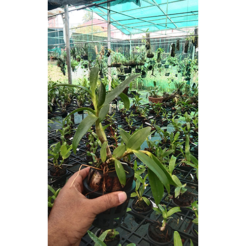 Dendrobium Long Horn Dendrobium Long Horn